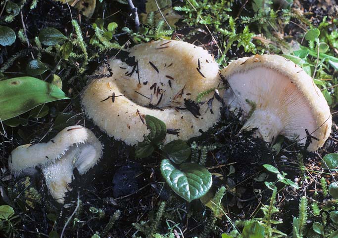 Lactarius resimus